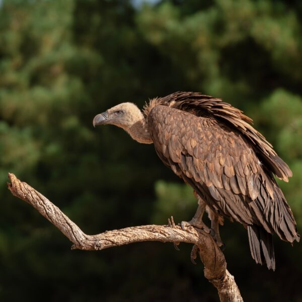 The Birds of Prey You Can Spot Over the Ribeira Sacra