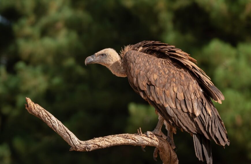 The Birds of Prey You Can Spot Over the Ribeira Sacra