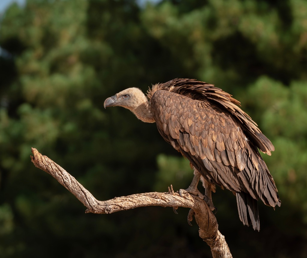 The Birds of Prey You Can Spot Over the Ribeira Sacra