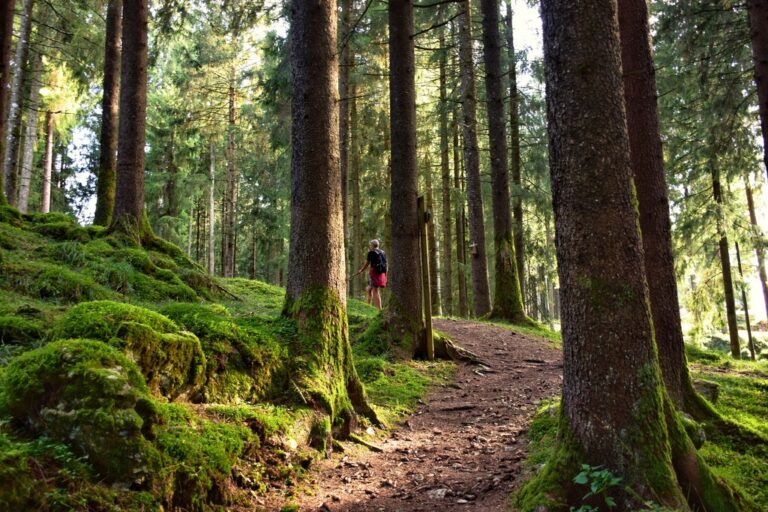 hiking forrest
