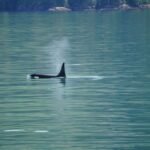 orca
