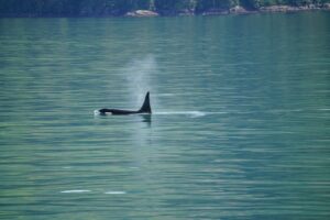 orca