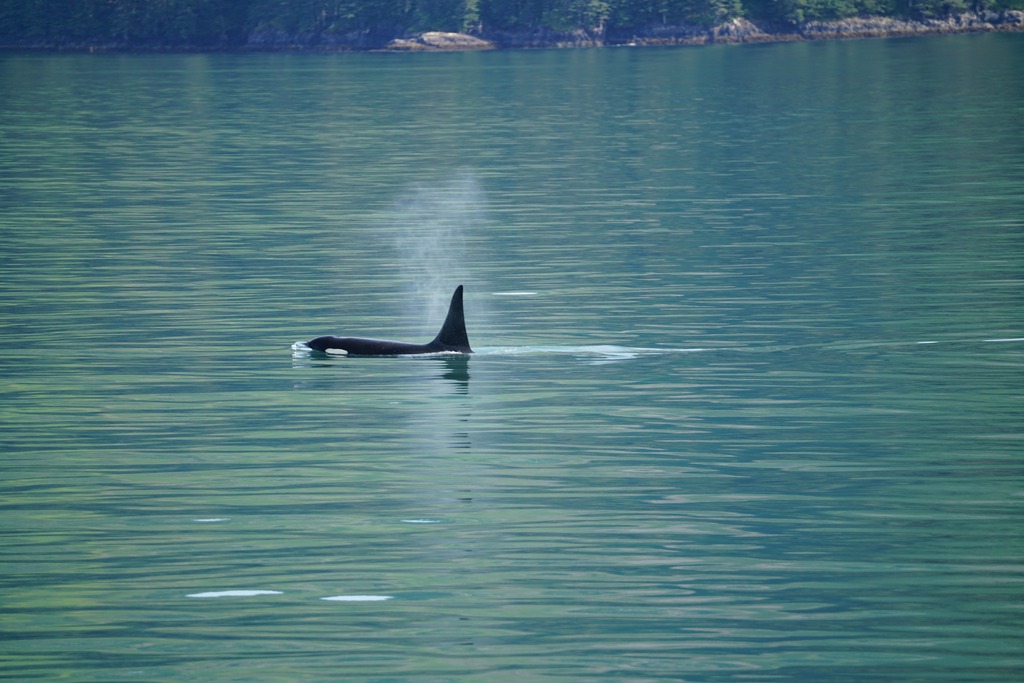 orca