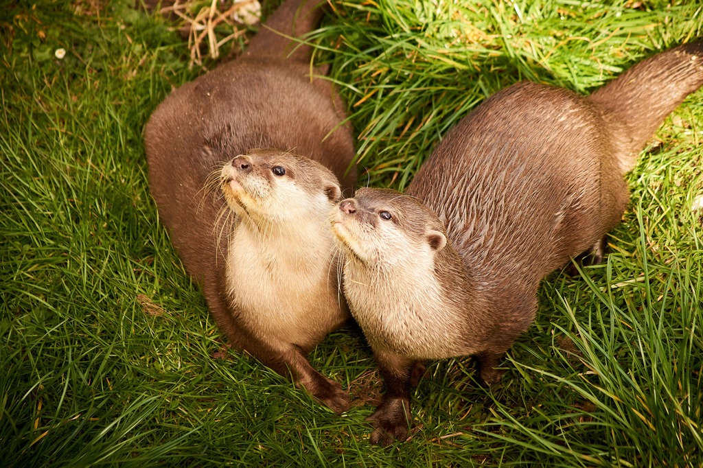 otter