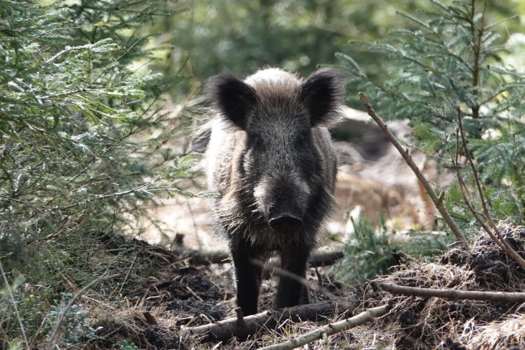 wildboar