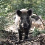 wildboar