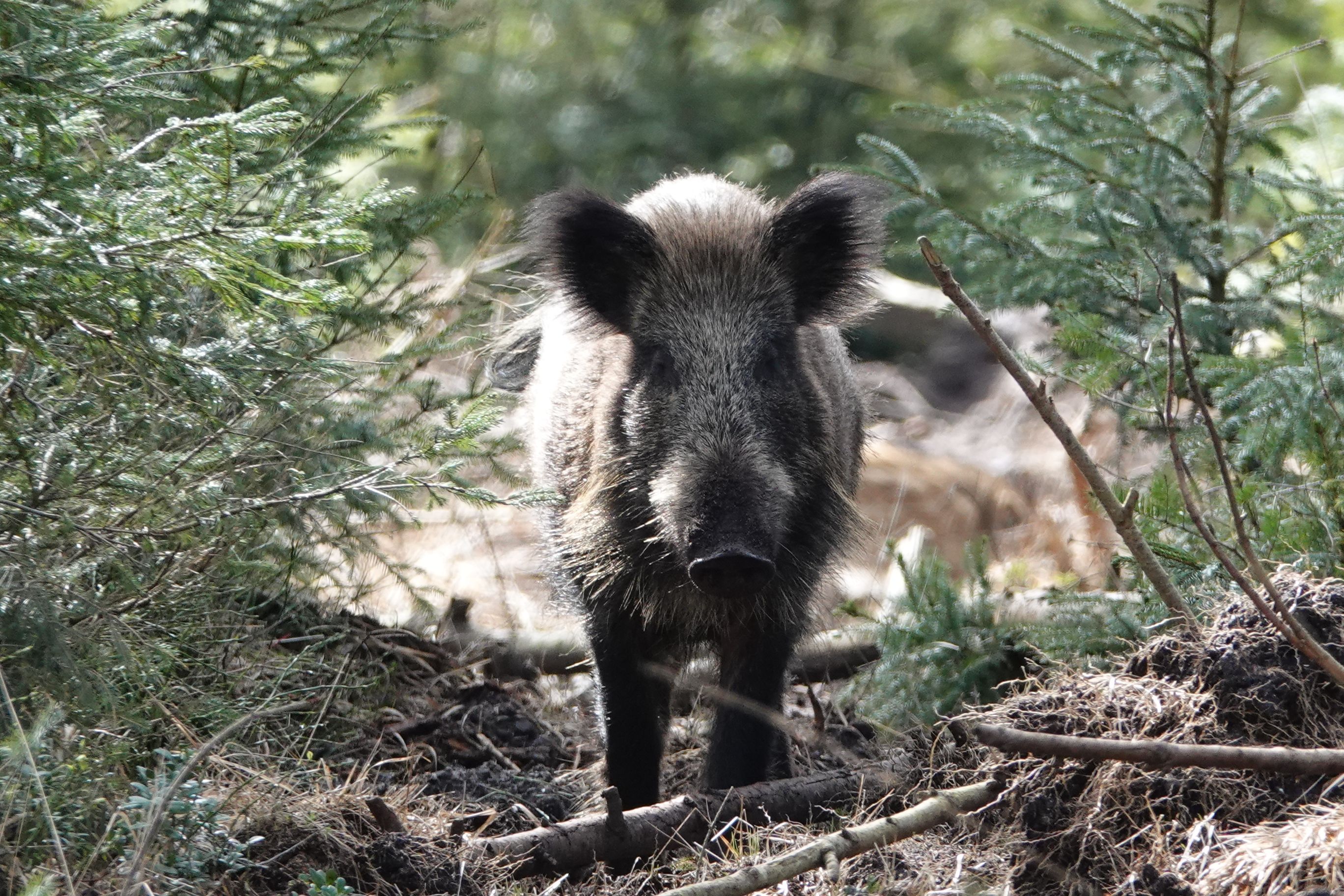 Are Wild Boars Common in Galicia?