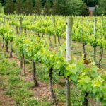 vineyard