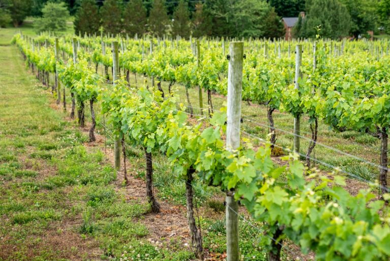 vineyard