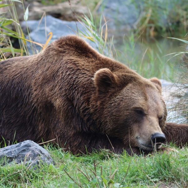 Are There Bears in Galicia?