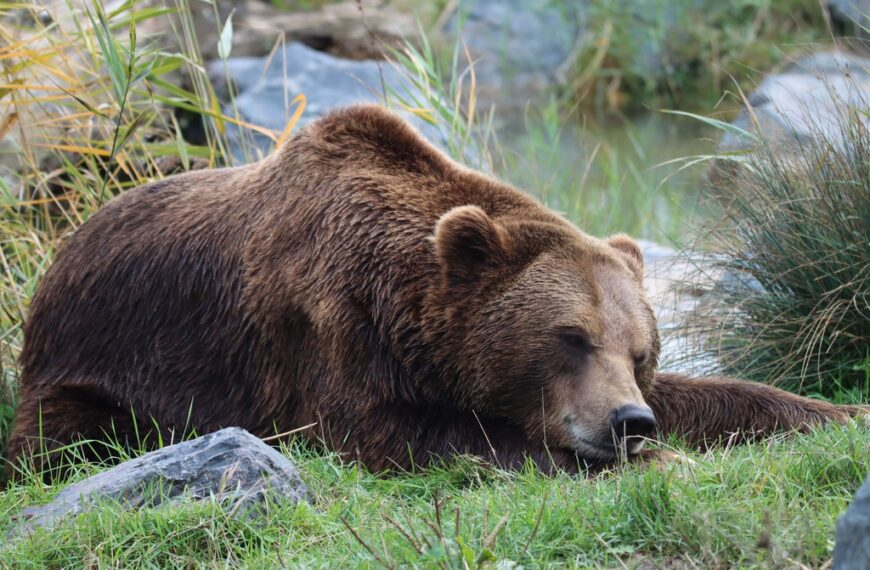 Are There Bears in Galicia?