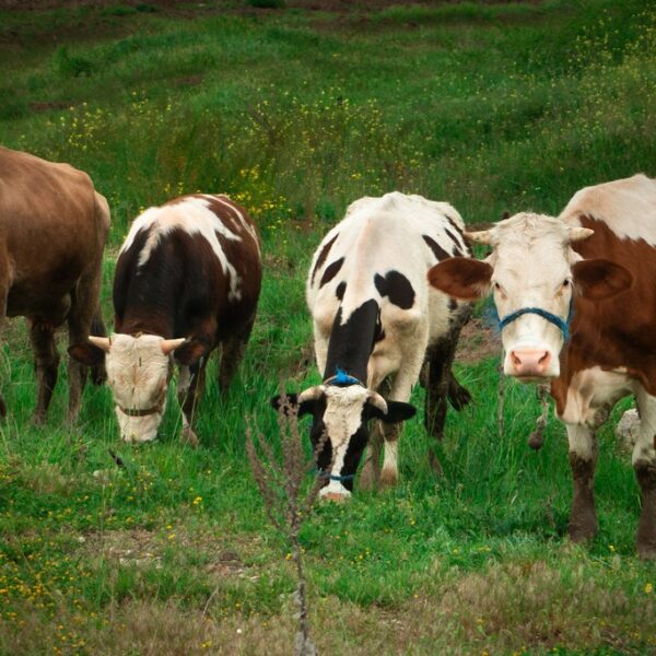 Where Cows Outnumber People: Rural Lugo’s Strange Statistic