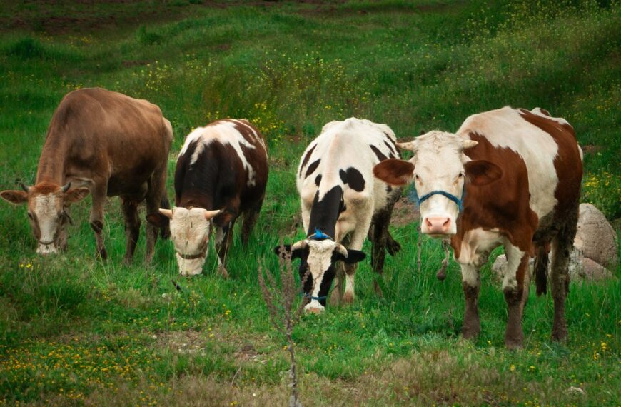 Where Cows Outnumber People: Rural Lugo’s Strange Statistic