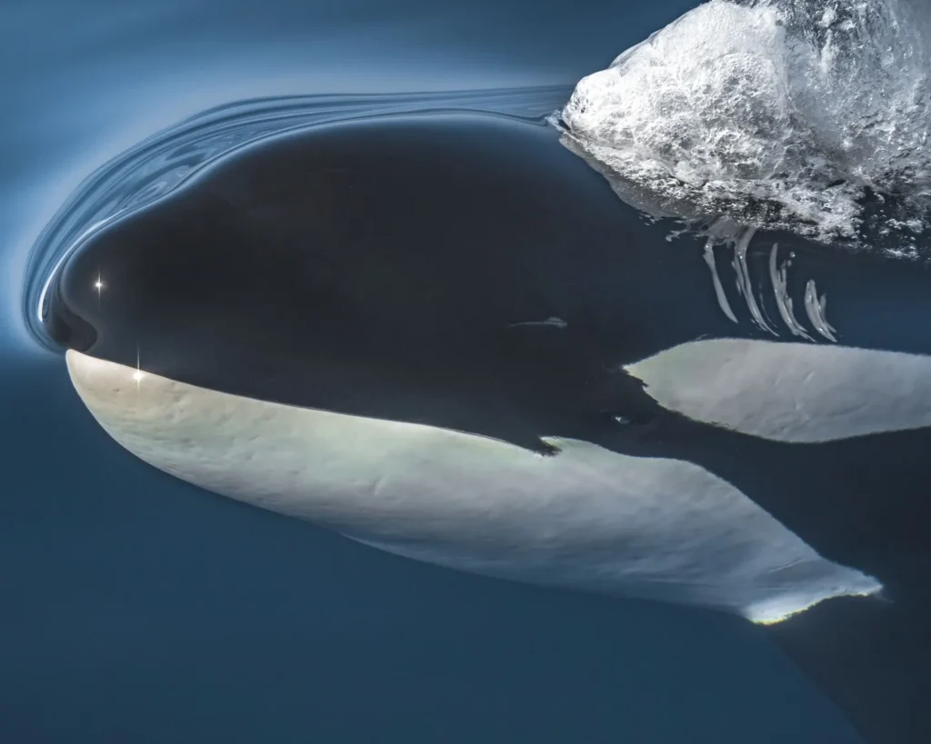 Six Months Later: Orcas…