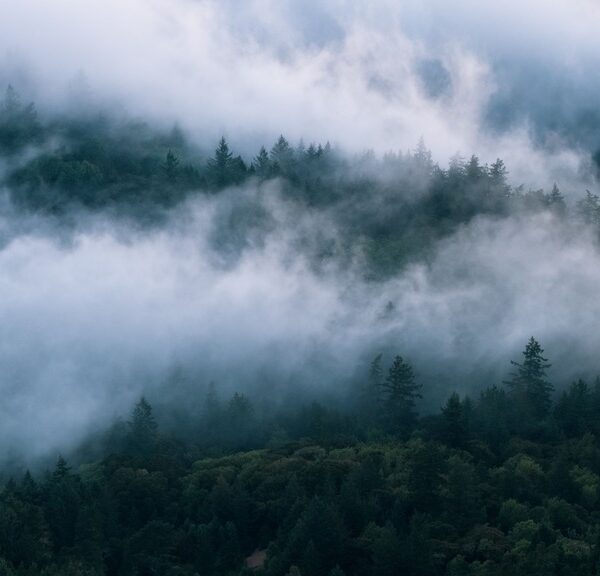 What Wildfires Do to Galician Nature