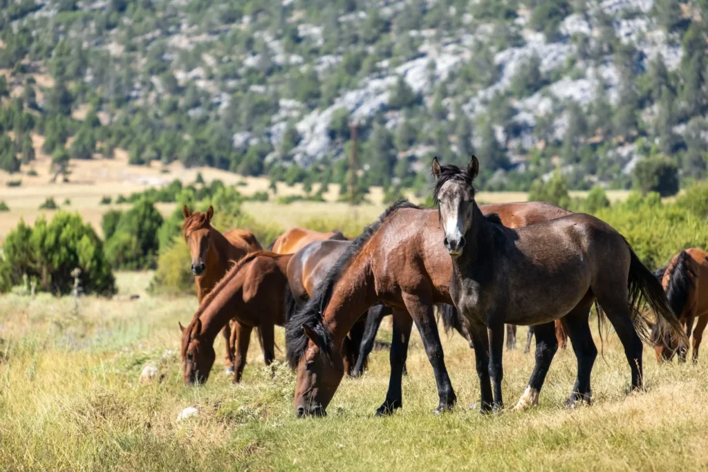 Wild Horses in Galicia:…