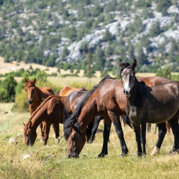 Wild Horses in Galicia: Where to See Them and What to Know About Rapa das Bestas