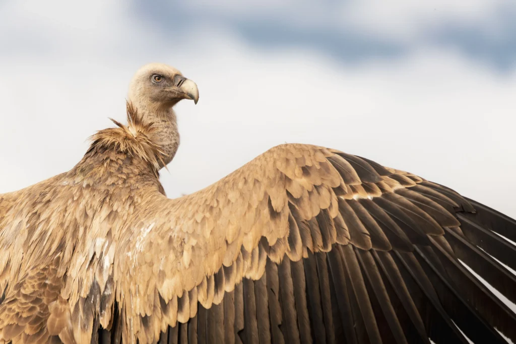 Vultures of Galicia
