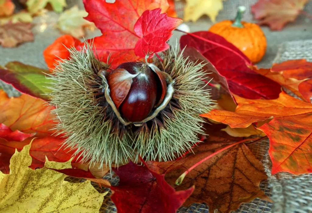 Magosto: Galicia’s Chestnut Festival
