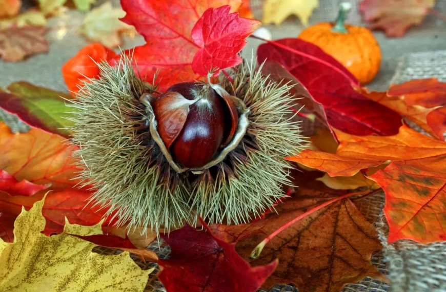 Magosto: Galicia’s Chestnut Festival