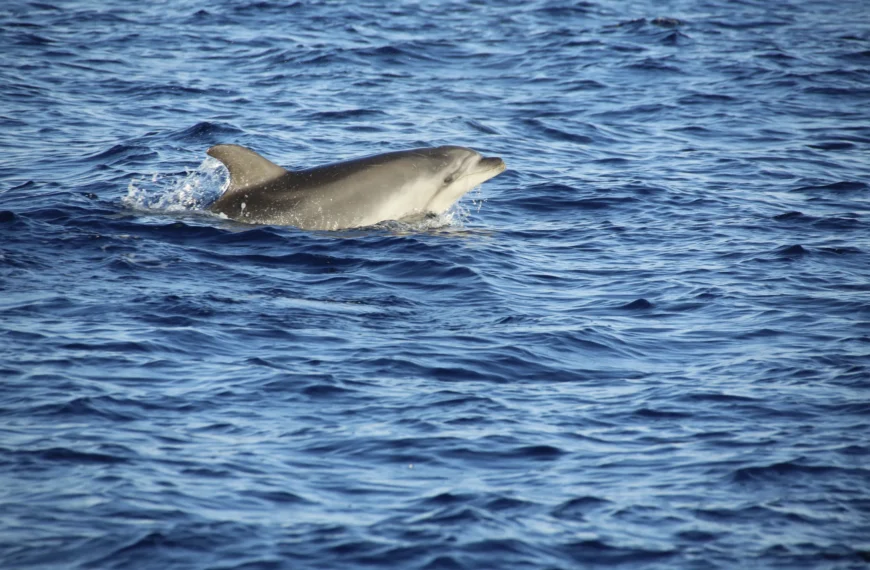 Dolphins in Galicia: Where and When Can You See Them?