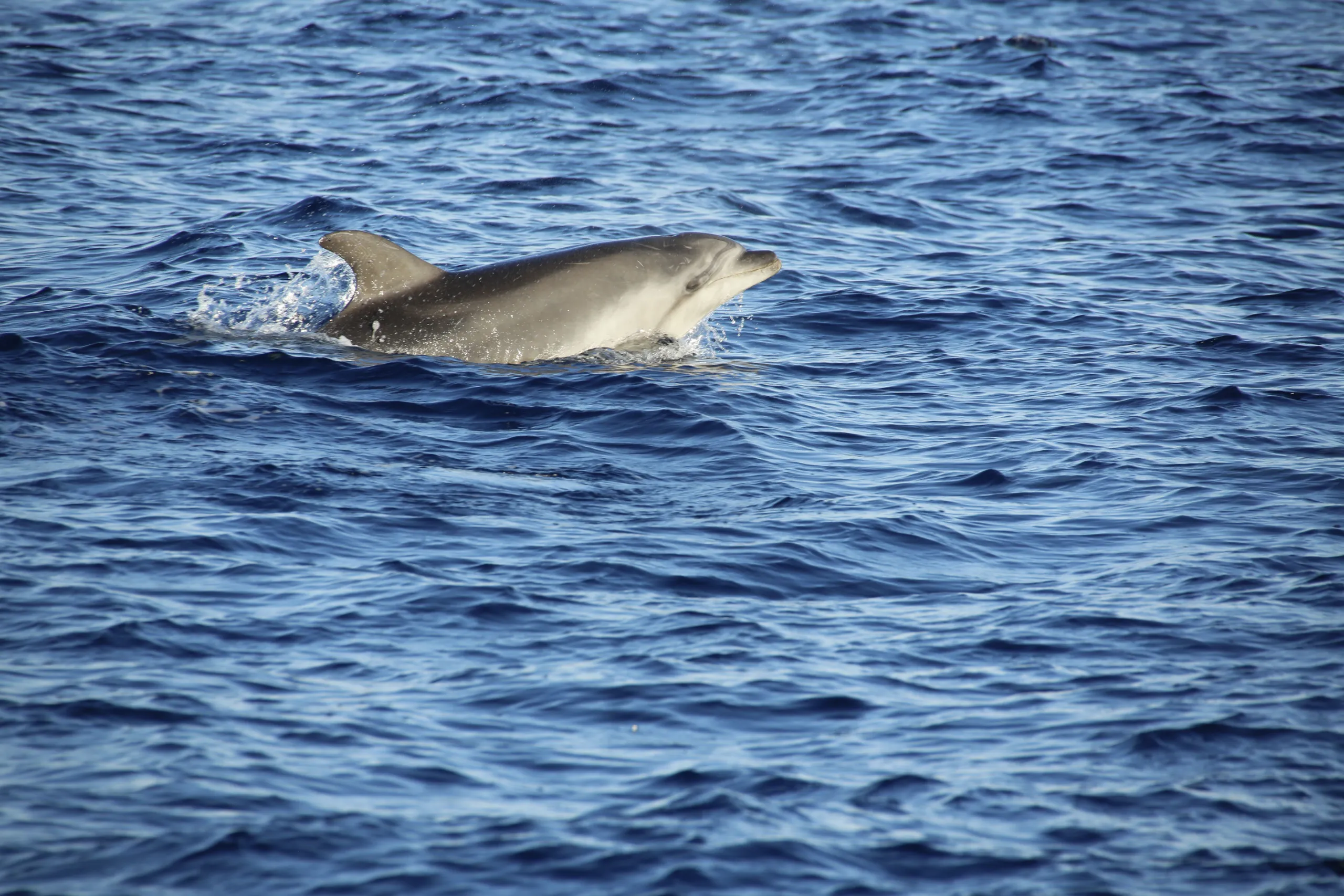 Dolphins in Galicia: Where and When Can You See Them?