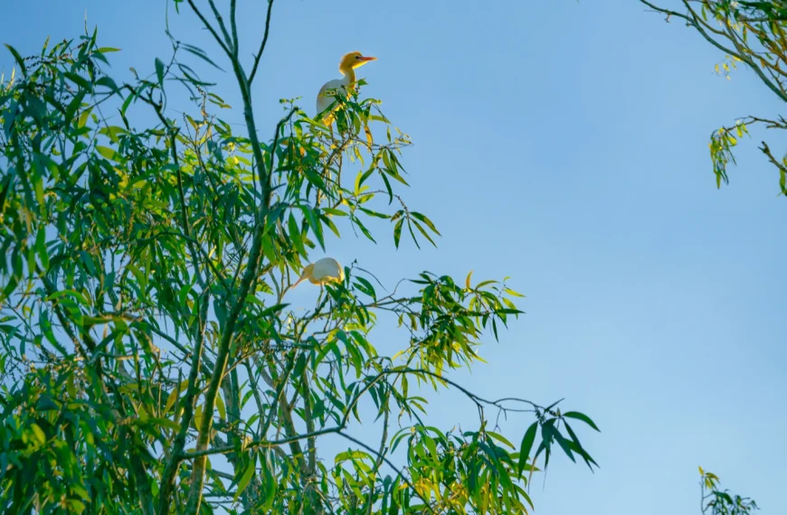Why Are There So Many Eucalyptus Trees in Galicia?