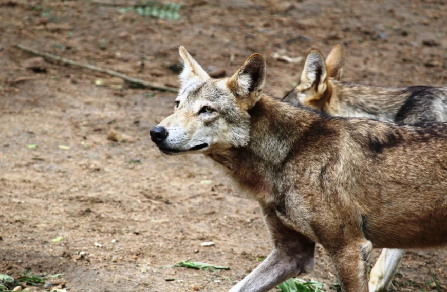 Wolves in Galicia: Where They Live and What You Should Know