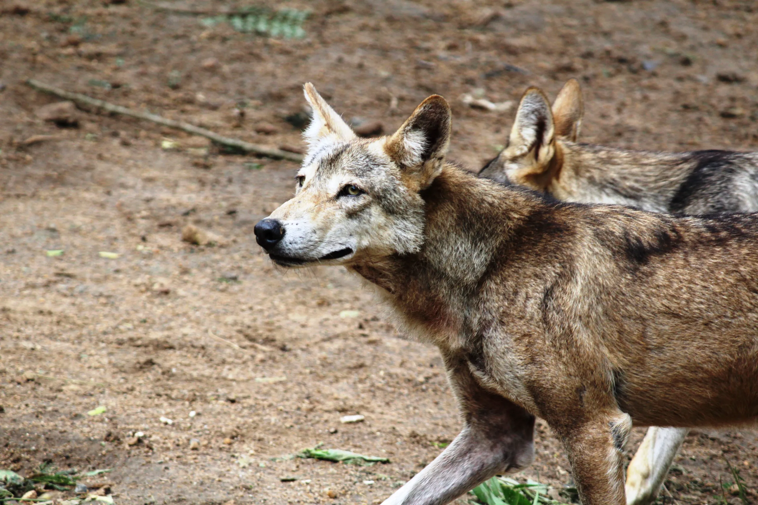 Wolves in Galicia: Where They Live and What You Should Know
